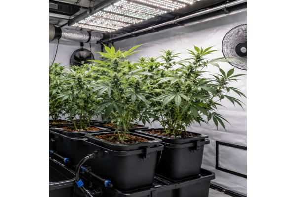 How to Grow Cannabis Hydroponically at Home: A Complete Beginner’s Guide