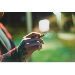 How Cannabis Habits in Canada Are Changing 