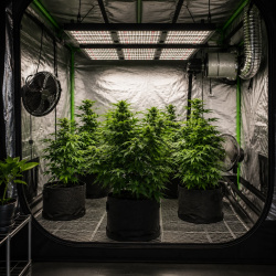 How to Grow Cannabis Indoors: Complete Beginner’s Guide