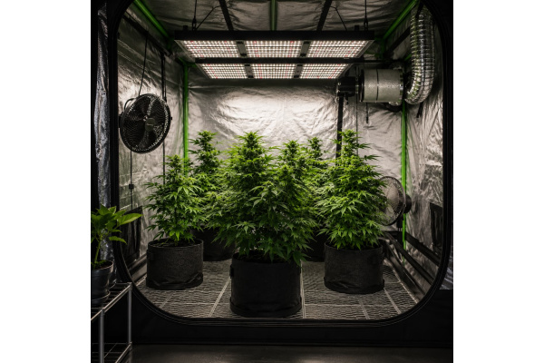 How to Grow Cannabis Indoors: Complete Beginner’s Guide