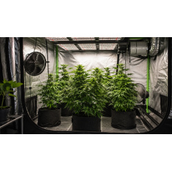 How to Grow Cannabis Indoors: Complete Beginner’s Guide