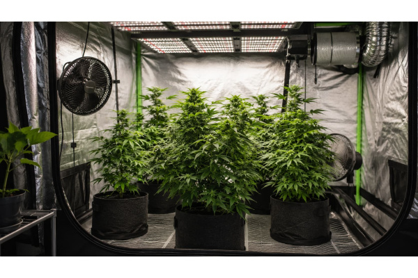 How to Grow Cannabis Indoors: Complete Beginner’s Guide