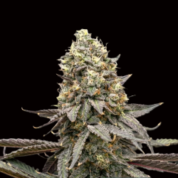 Purple Thai cannabis seeds