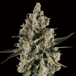 CBD Blueberry Autoflower Cannabis Seeds Feminized