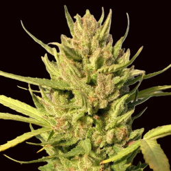 CBD Maverick Autoflower Cannabis Seeds Feminized
