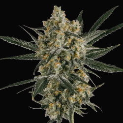 Dream CBG Cannabis Seeds Feminized
