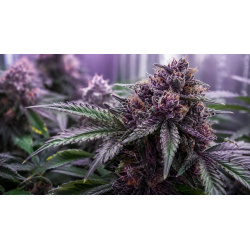 Growing Purple Weed Buds: How to Make Cannabis Turn Purple