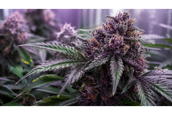 Growing Purple Weed Buds: How to Make Cannabis Turn Purple