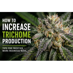 How to Increase Trichome Production in Cannabis | QCS