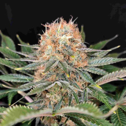 Panakeia CBG Cannabis Seeds Feminized
