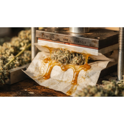 Best Weed Strains for Rosin | 10 Resin-Rich Picks from QCS