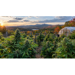 10 Best Outdoor Cannabis Strains for Quebec’s Short Season