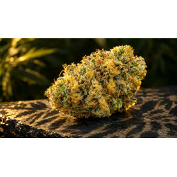 Cheetah Piss Strain Review: Genetics, Effects and Growing Tips