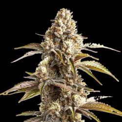 Banana Sherbet Autoflower Cannabis Seeds Feminized