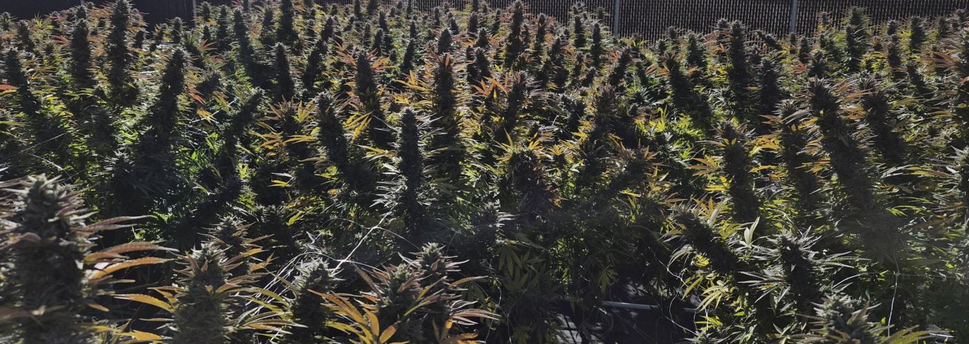 Rows of flowering cannabis plants in the field with a blue sky behind