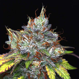 Purple%20Kush%20Cannabis%20Seeds