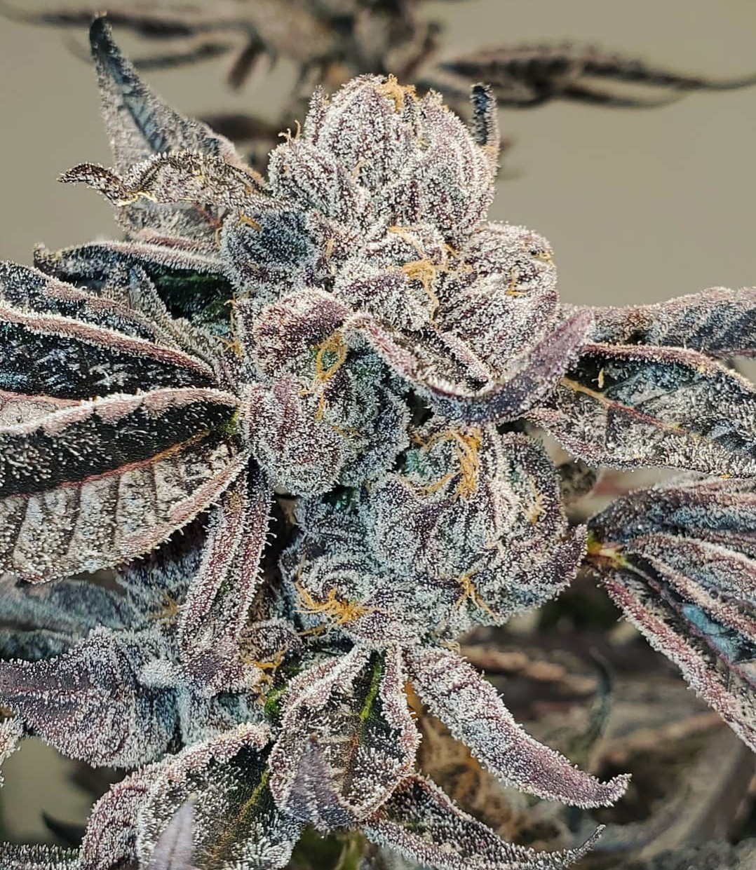 Runtz Feminized Cannabis Seeds