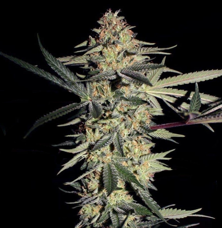 SFV OG Kush Cannabis Seeds Feminized