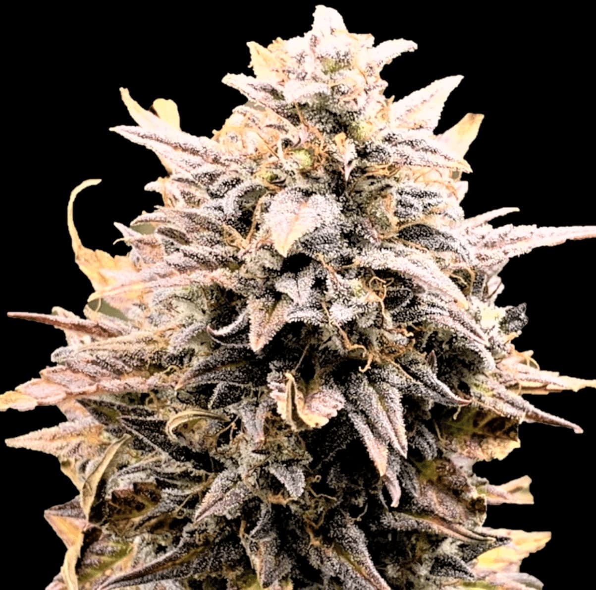 Auto Fat Bastard Cannabis Seeds Feminized