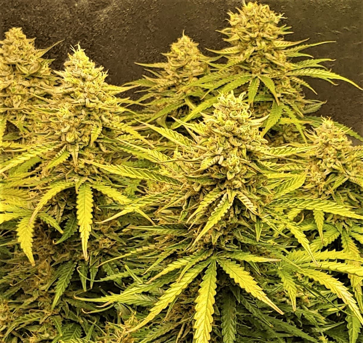 Auto Bruce Banner Cannabis Seeds Feminized