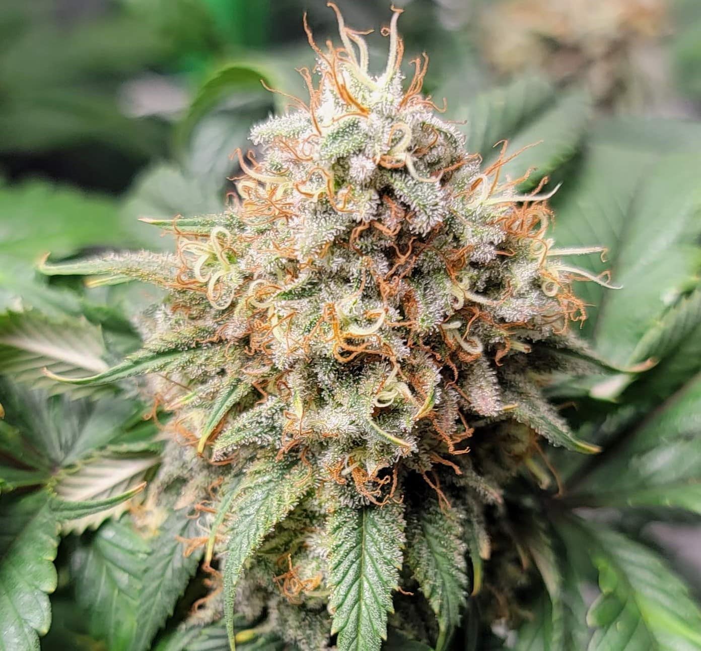 Acapulco Gold Cannabis Seeds Feminized