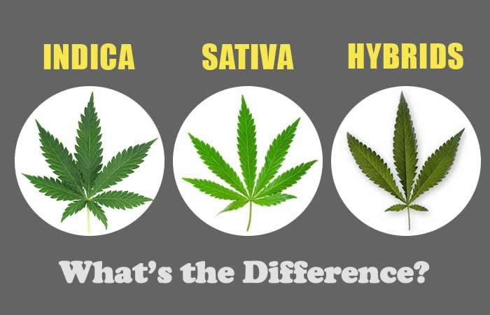 Sativa%20vs.%20Indica%20vs.%20Hybrid