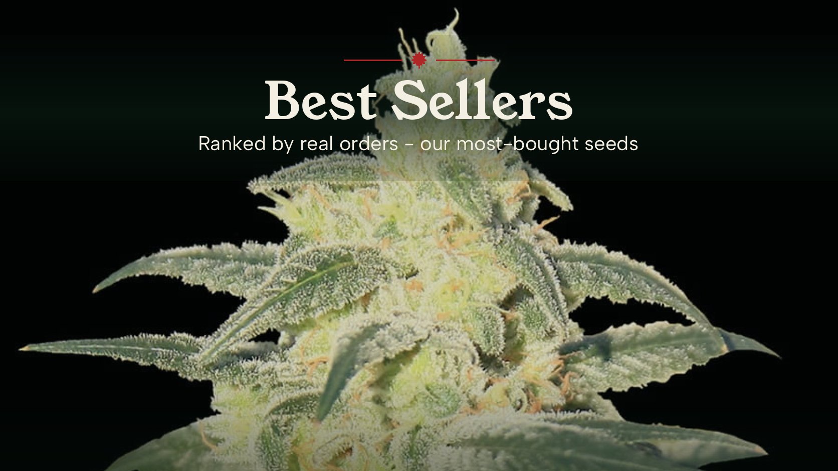 Best-selling cannabis seeds in Canada from Quebec Cannabis Seeds