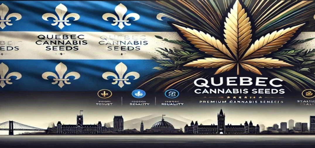 QCS Seeds