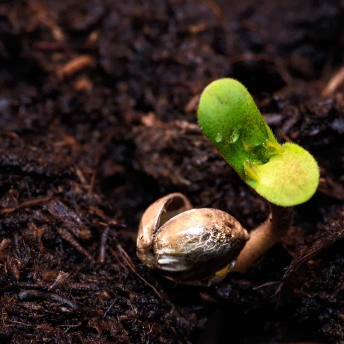 Cannabis seed sprouting in soil