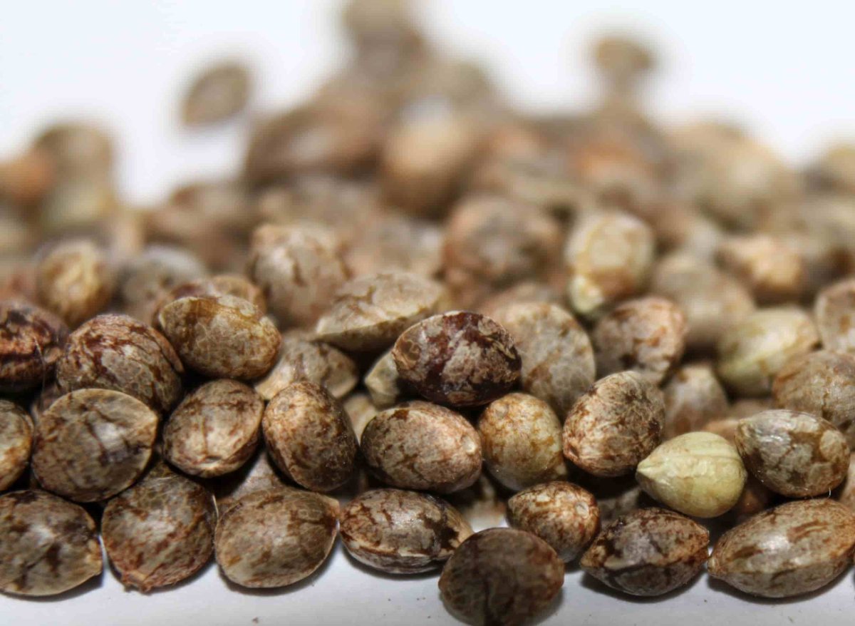 Bulk cannabis seeds