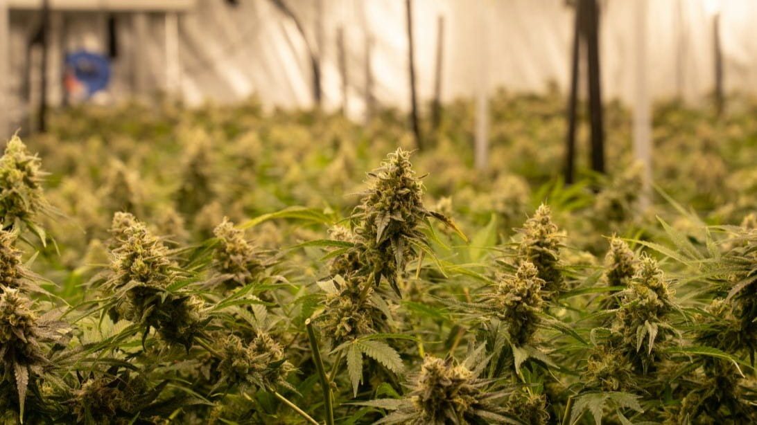 Cannabis plants growing in a Quebec greenhouse