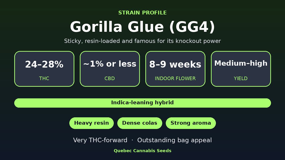 Gorilla Glue GG4 strain profile: 24 to 28% THC, 8 to 9 weeks indoor flowering, medium to high yield