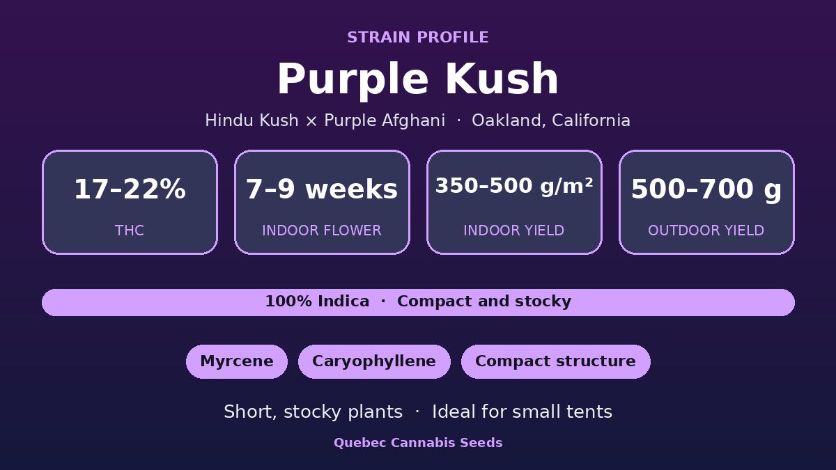 Purple Kush strain profile: 17 to 22% THC, 7 to 9 weeks indoor flowering, 100% indica