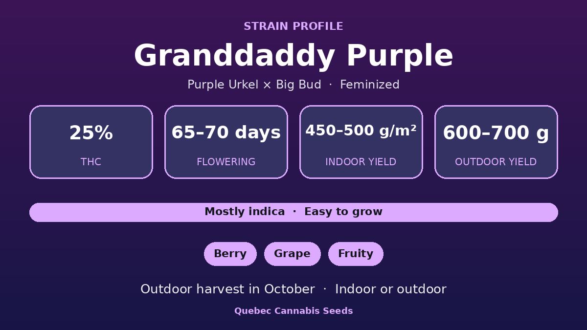 Granddaddy Purple strain profile: 25% THC, 65 to 70 days flowering, mostly indica
