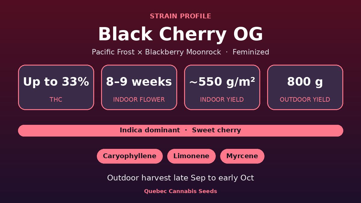Black Cherry OG strain profile: up to 33% THC, 8 to 9 weeks indoor flowering, indica dominant