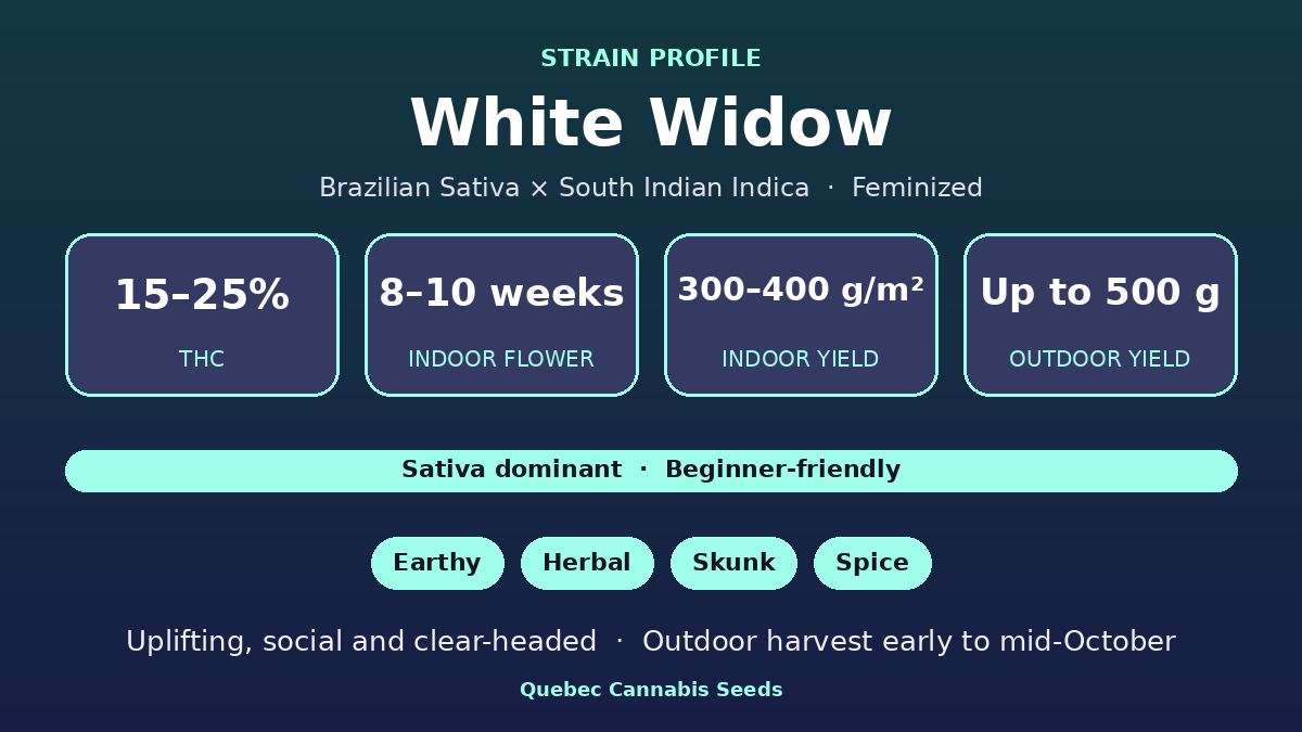 White Widow strain profile: 15 to 25% THC, 8 to 10 weeks indoor flowering, sativa dominant