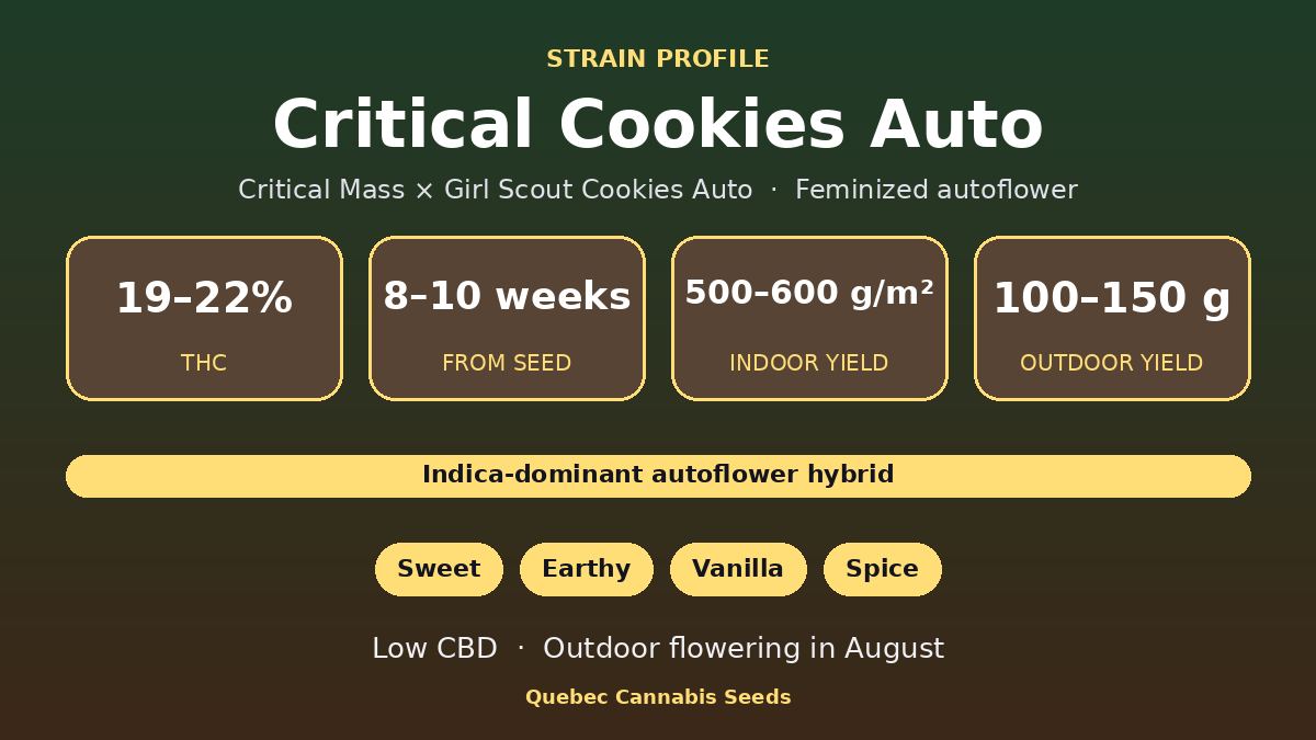 Critical Cookies Auto strain profile: 19 to 22% THC, 8 to 10 weeks from seed, indica-dominant autoflower