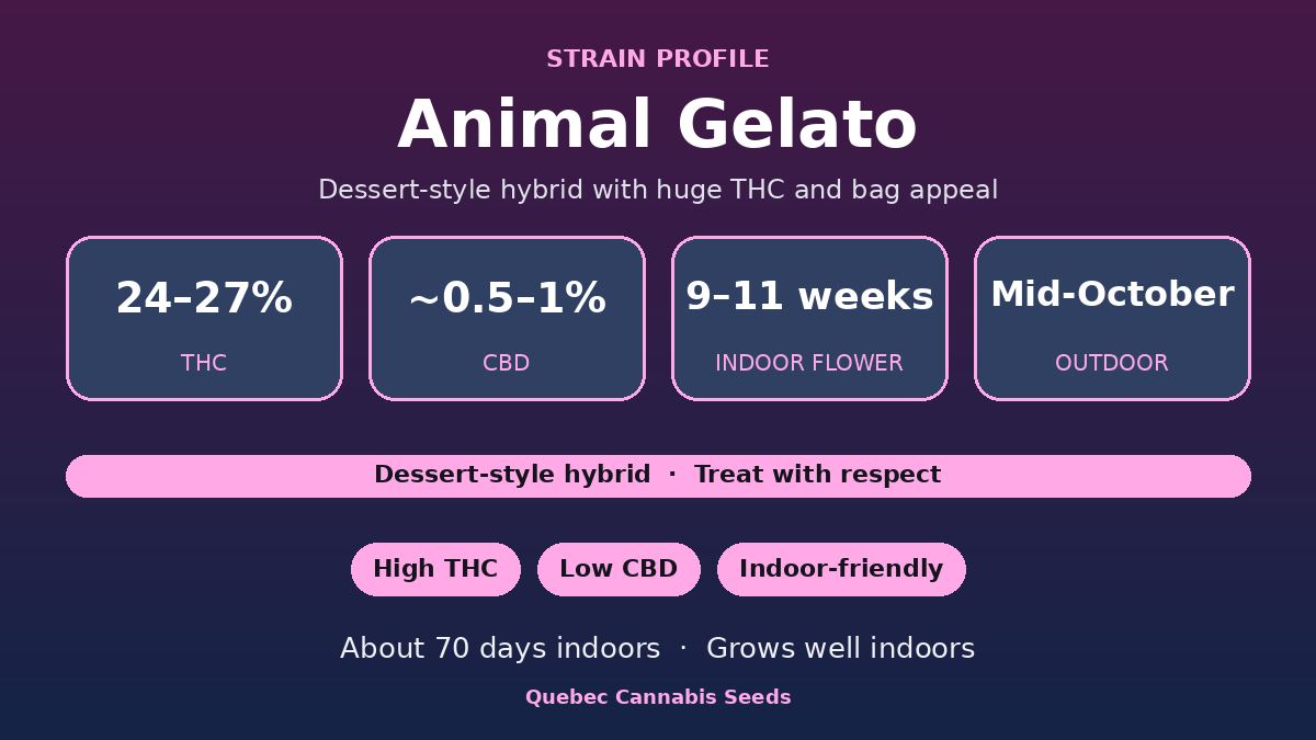 Animal Gelato strain profile: 24 to 27% THC, 9 to 11 weeks indoor flowering, mid-October outdoor harvest